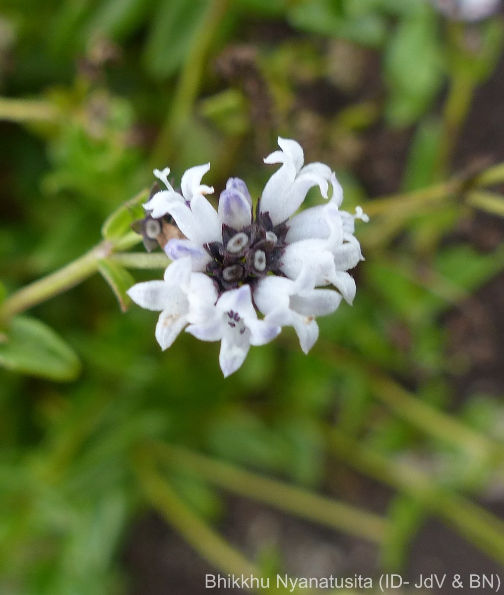 Neanotis nummularia (Arn.) W.H.Lewis